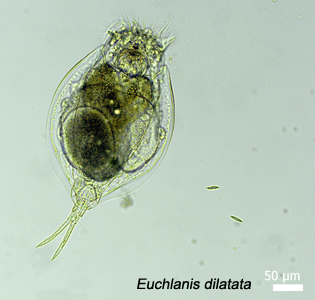 Euchlanis Dilatata-web