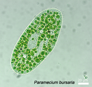 Paramecium Bursaria-web